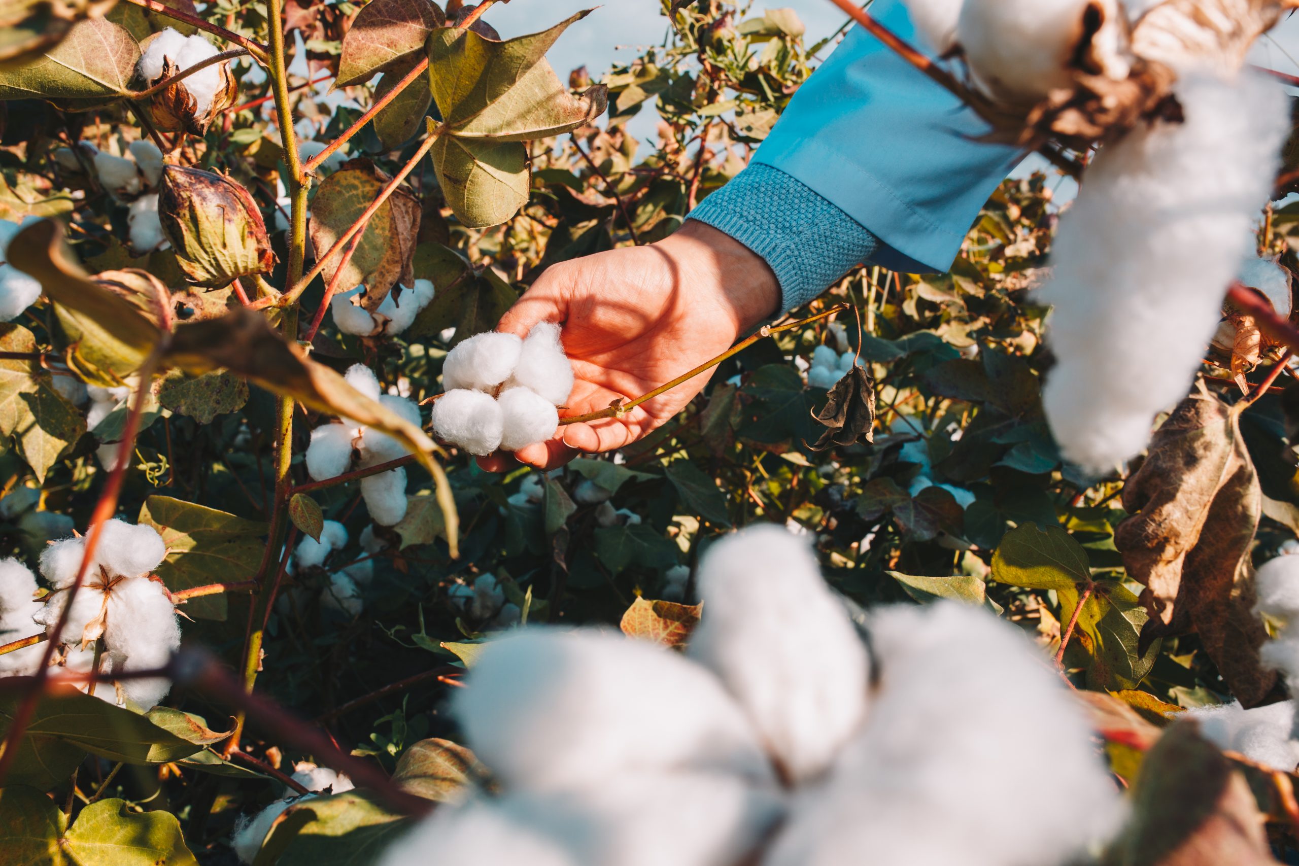 a hand picking from cotton plants